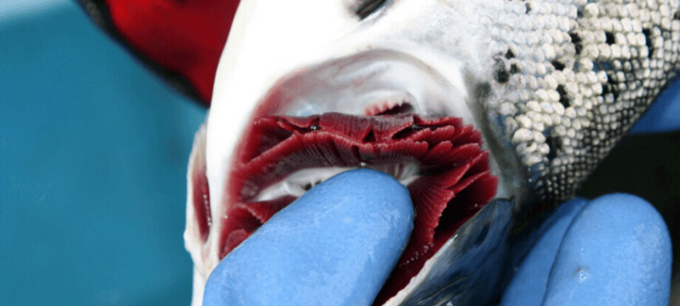 CGD: 'Podría causar serios problemas e incluso, en casos severos, alta mortalidad de salmones'