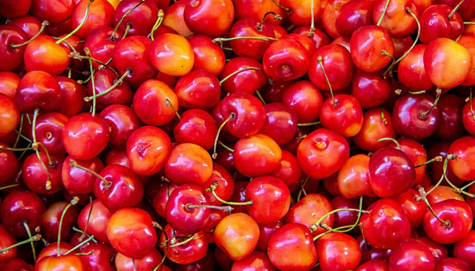 Las cerezas chilenas se han transformado en un producto estrella en mercados tan exigentes como China y Estados Unidos.