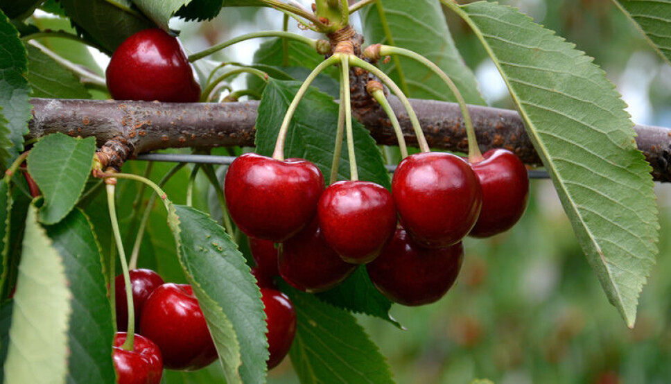 El sector frutícola y actividades relacionadas generan más de 740 mil empleos en el país.