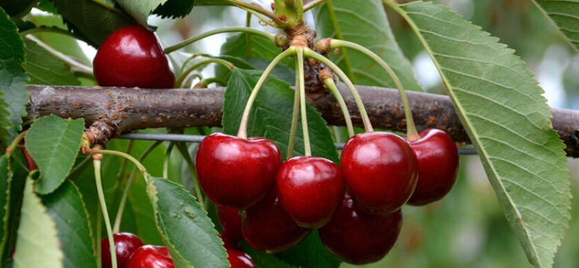 Las exportaciones de fruta crecen a una tasa promedio anual del 7%