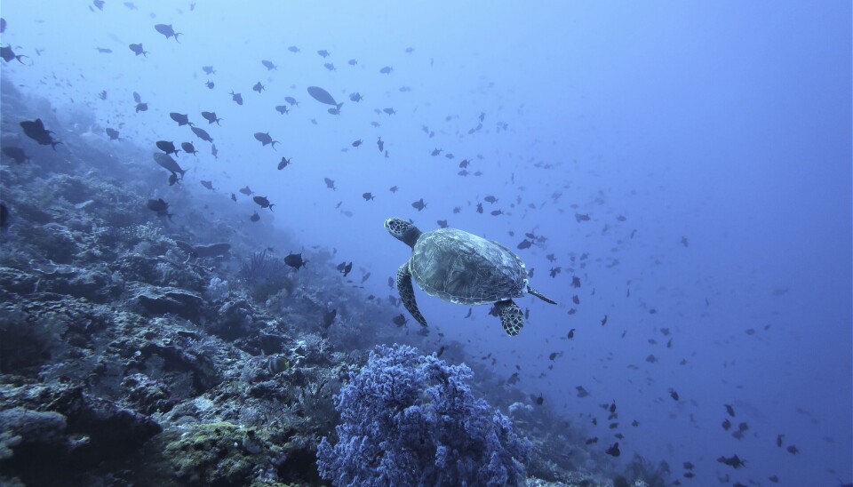 Las innovaciones en biocombustibles y propulsión marítima deben ir aparejadas de cuidado por la fauna oceánica.