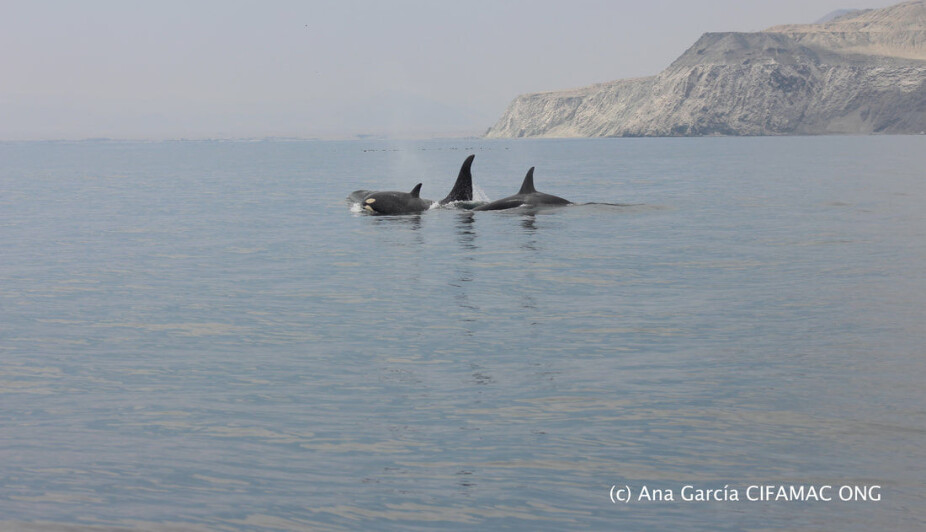 Regulan el tráfico de naves para cuidar ballenas y delfines en bahía de Mejillones
