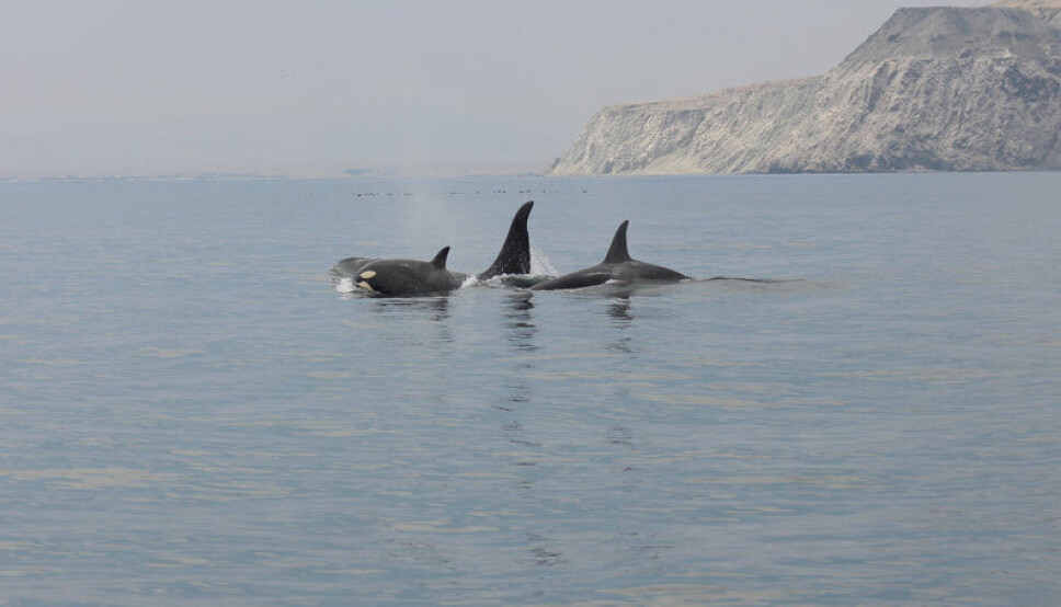 Orcas en la bahía de Mejillones. Un nuevo acuerdo protegerá ahora a los cetáceos de posibles colisiones con las naves.