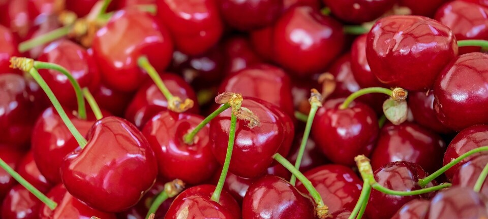 Alza acumulada en flete marítimo refrigerado de fruta suma un incremento de un 100% en dos años