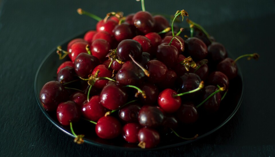 Cerezas de exportación.