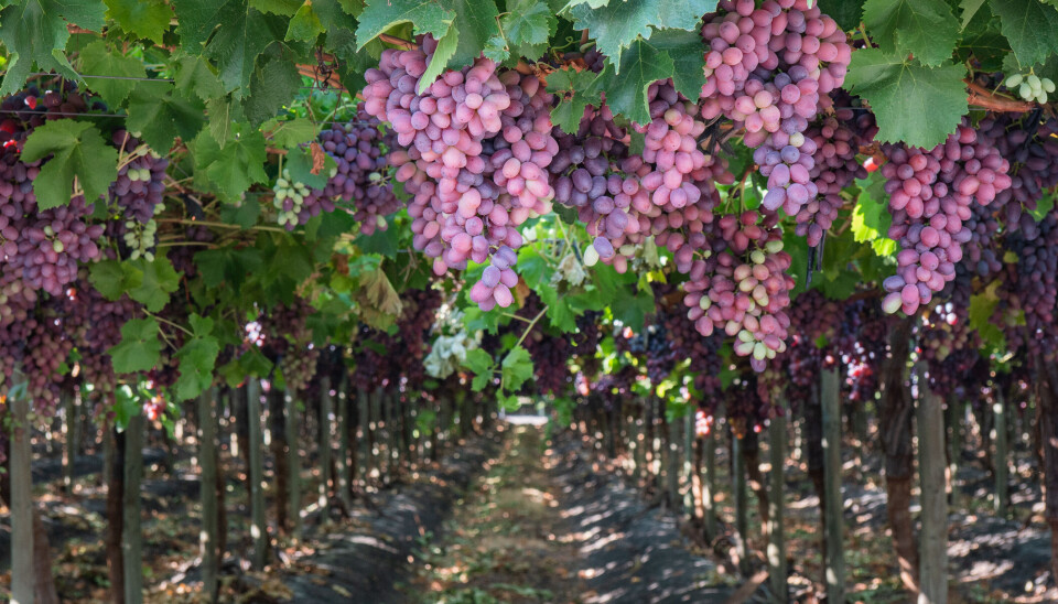 Las variedades rojas liderarían los envíos totales de uvas de mesa chilenas con 24.257.786 cajas.