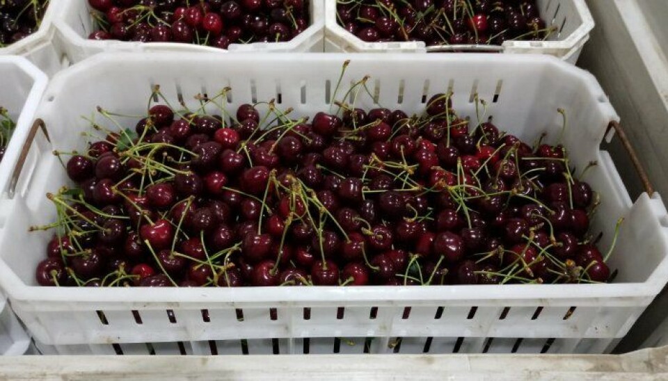 La temporada de exportación de cherries en el puerto de San Antonio se extendió entre el 27 de noviembre de 2023 al 9 de enero de 2024.