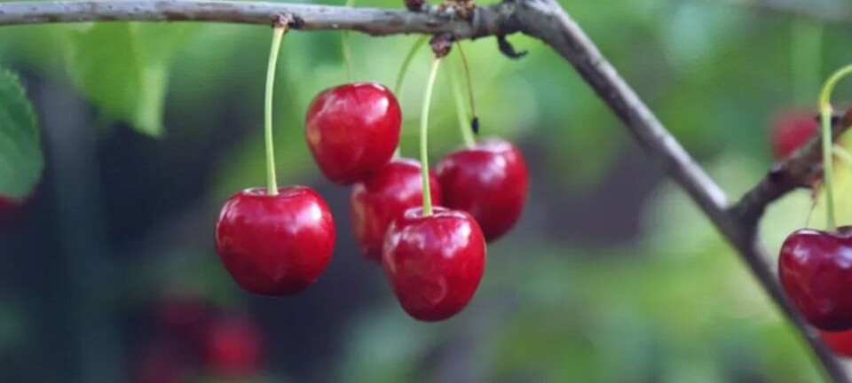 Durante el Año Nuevo Chino, las cerezas son un producto que aumenta su demanda en el país asiático, ya que simbolizan la 'buena suerte'.