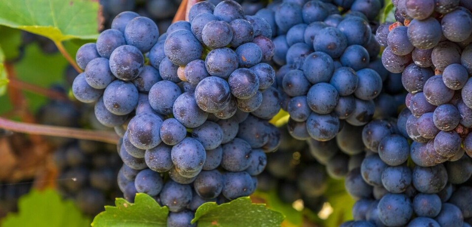 La industria de la uva en Chile experimentó esta temporada un crecimiento significativo.