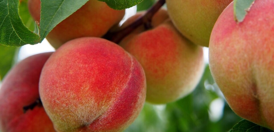 El 2024 una buena temporada para las exportaciones de frutas frescas