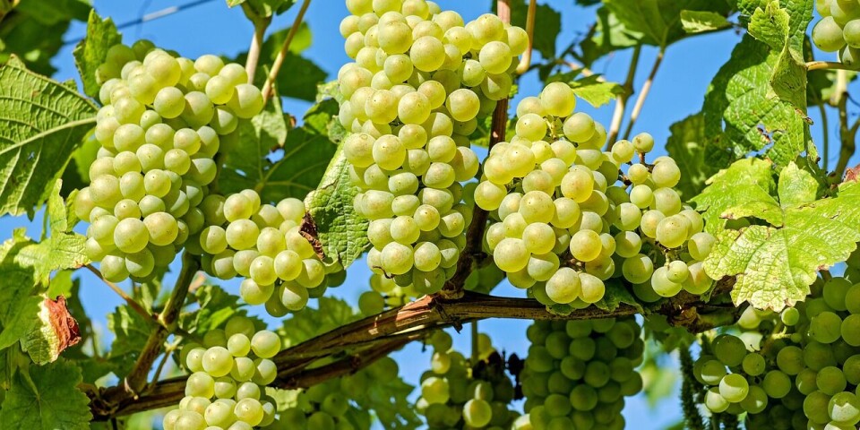 La fruta de exportación podría sufrir graves daños si no se cumple la cadena logística.