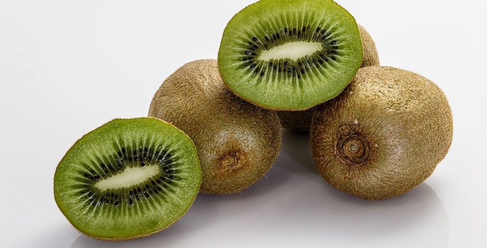 Las proyecciones para la exportación de kiwi son alentadoras para Frutas de Chile.