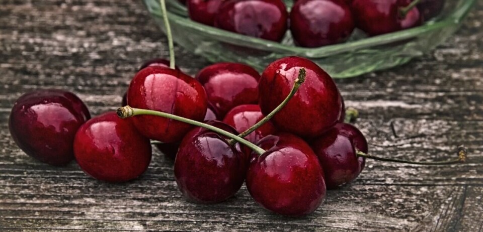 Cuentas alegres para los exportadores de cerezas en la presente temporada.