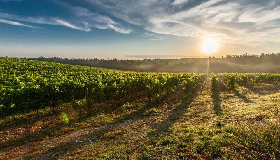 Dentro de los puntos que destacan en las exportaciones, están los vinos Cabernet Sauvignon, Chardonnay y Sauvignon Blanc, entre otros.