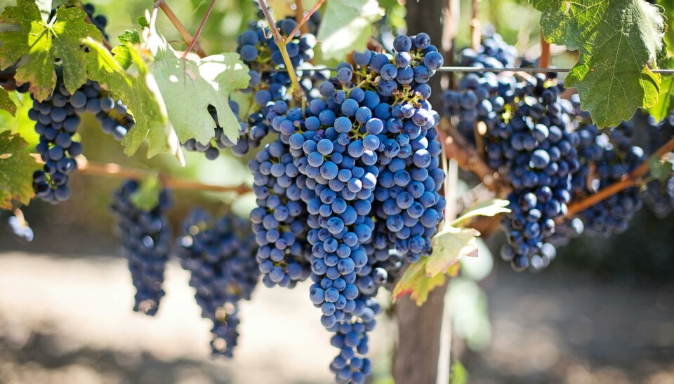 Chile continúa siendo un destacado exportador a nivel mundial de cerezas, kiwis, ciruelas y manzanas, así como de arándanos, paltas y uvas, entre otros productos.