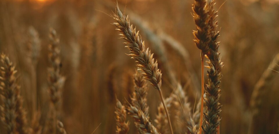 Rusia estima que las exportaciones de grano en la temporada actual 2023/24 alcanzarán los 70 millones de toneladas.
