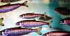 smolt, coho, peces, fry, alevin, pez, piscicultura, agua dulce