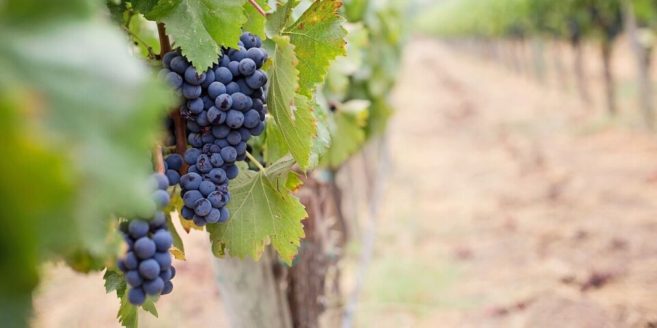 Según el informe, las ventas de vinos al exterior fueron por US$ 639 millones.