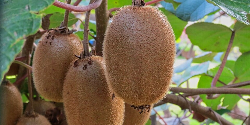 Con Vietnam buscarán mejorar condiciones en el ingreso de kiwis.