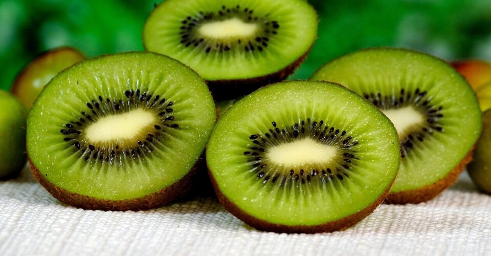Cuentas alegres luego de la cosecha para los envíos de kiwi al exterior.