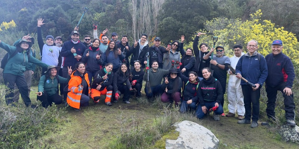 Peumo, maqui y quillay fueron las especies seleccionadas para el proyecto.