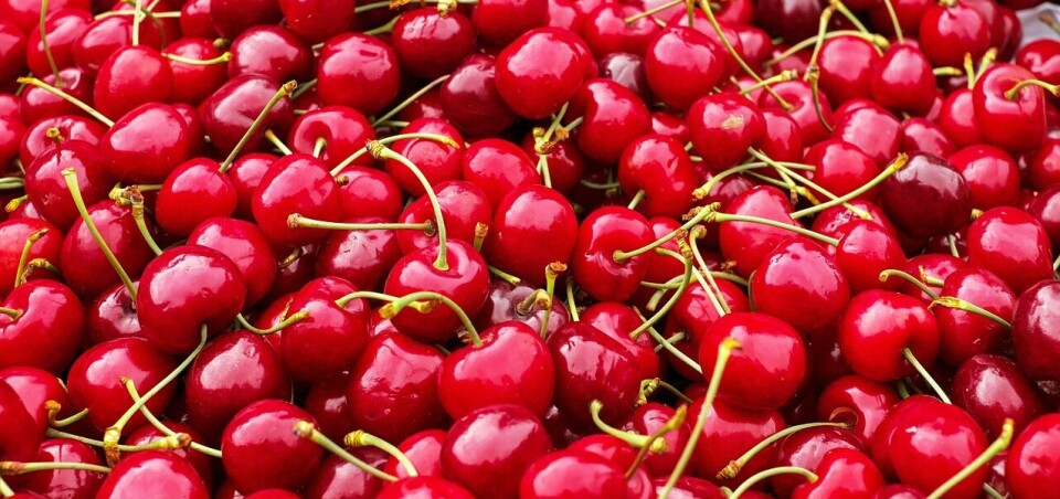 Exportaciones del Maule crecen un 6,8% en el primer semestre impulsadas por la fruta fresca
