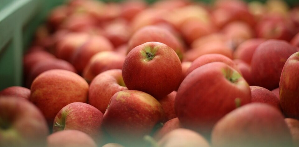 Los envíos de manzanas frescas llegaron a los US$51 millones en el primer semestre.