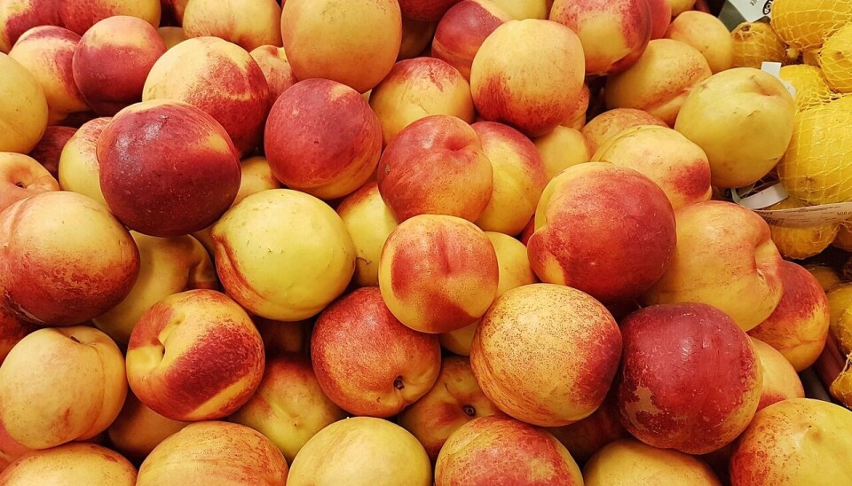 Las exportaciones de frutas frescas tuvieron una exitosa temporada.