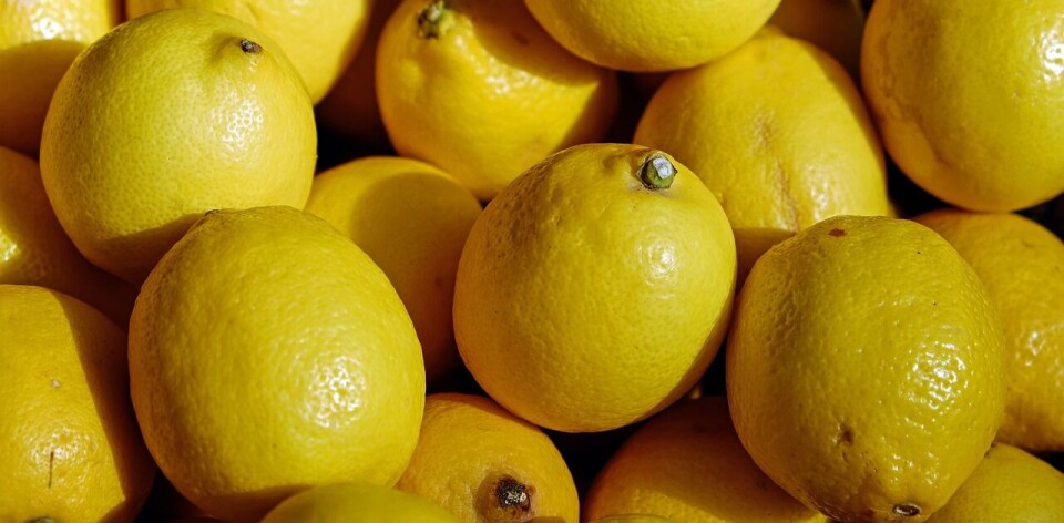 El mercado japonés es el segundo en importancia para los limones nacionales.
