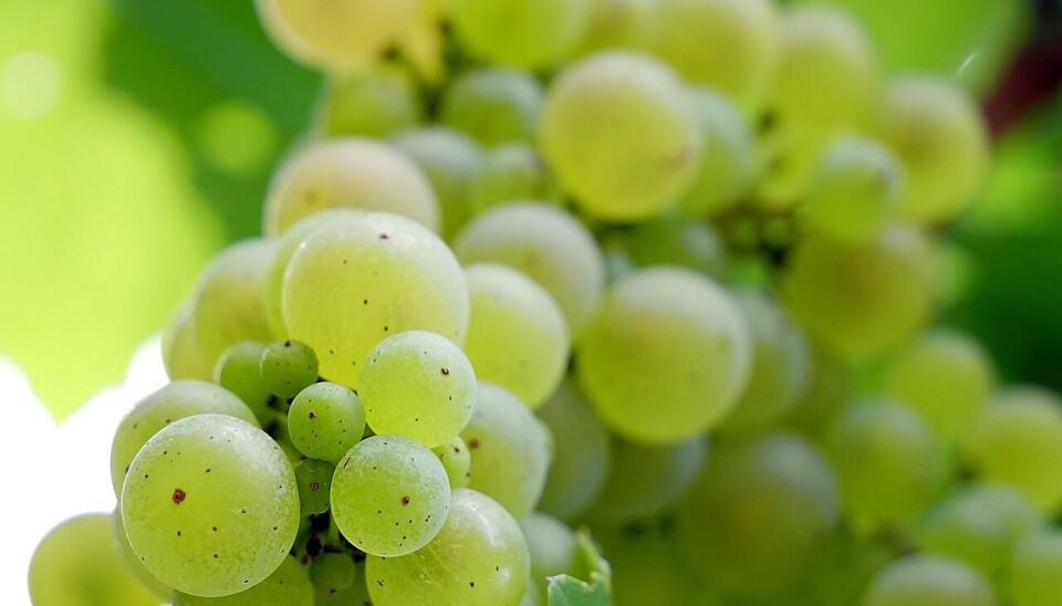 El Systems Approach permite la inspección en origen y evita la fumigación de la fruta.