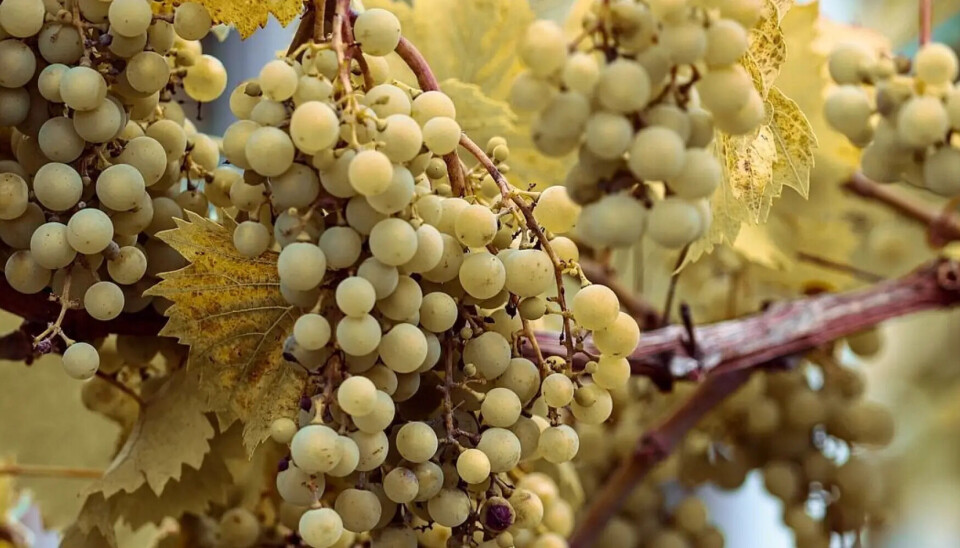 Las cuarentenas fueron levantadas y el foco de la plaga de mosca de la fruta fue controlado.