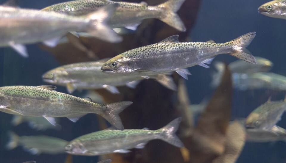 La pesca y acuicultura es uno de los principales sectores exportadores de Chile.