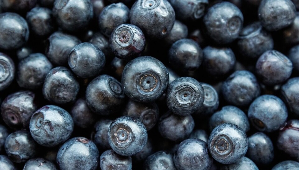El clima ha sido un factor importante en la calidad de la fruta.