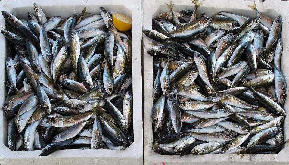 Esta alza se vio impulsado por la alta demanda internacional de los productos del mar.