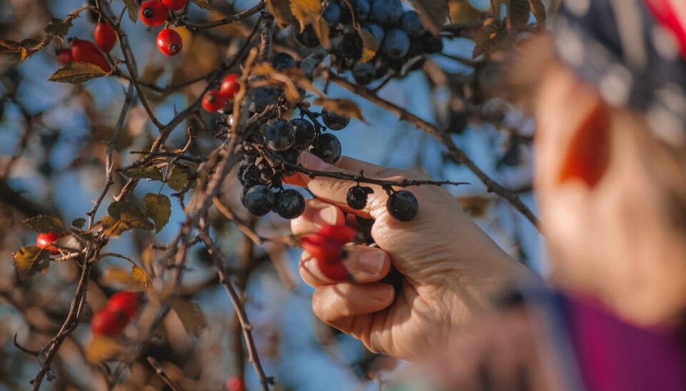Un 2024 relevante para el sector exportador frutícola nacional.