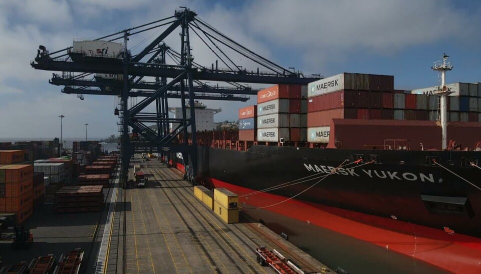 Una exitosa temporada de exportaciones de cerezas se realizó en STI.