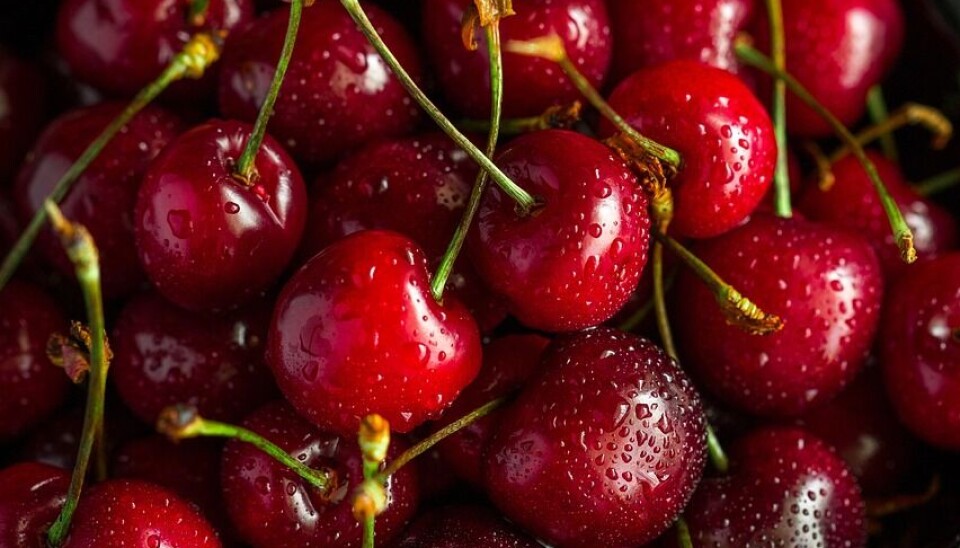 El mercado chino es clave para el sector exportador de cerezas.