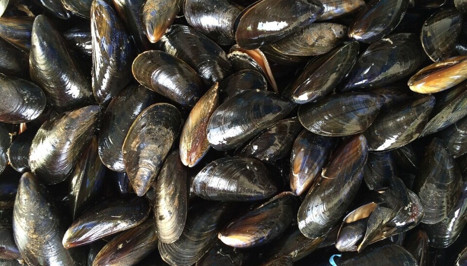 La canasta exportadora a España está liderada por los mejillones.