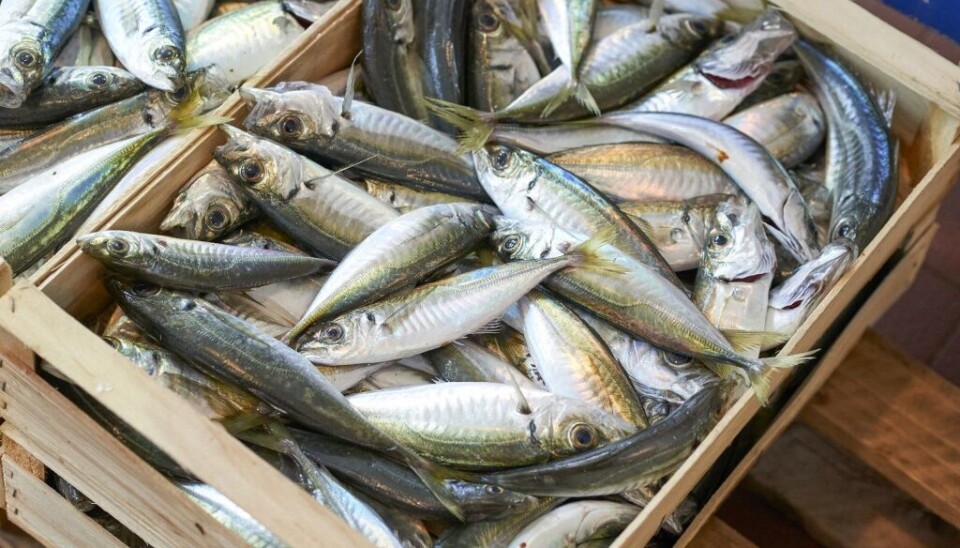 Las exportaciones de jurel y jibia destacaron durante el año pasado.