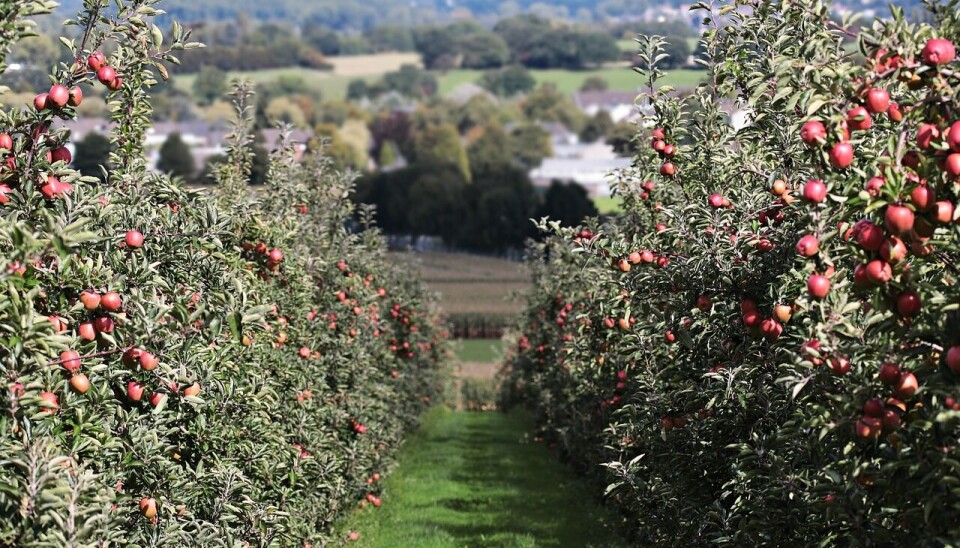 La labor del SAG es clave en la inspección de la fruta que se exporta desde nuestro país.