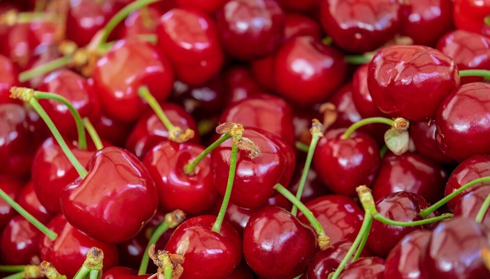 Las cerezas nacionales llegaron con 52 días de retraso al puerto chino de Nansha.