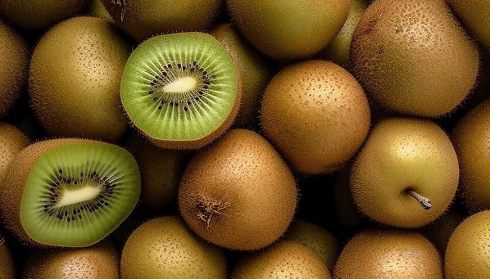Un alza del 18% registraron las exportaciones de kiwis respecto al año 2023.