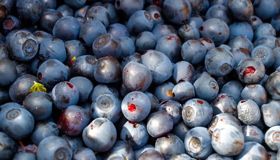 El informe fue entregado por el Comité de Arándanos de Frutas de Chile.