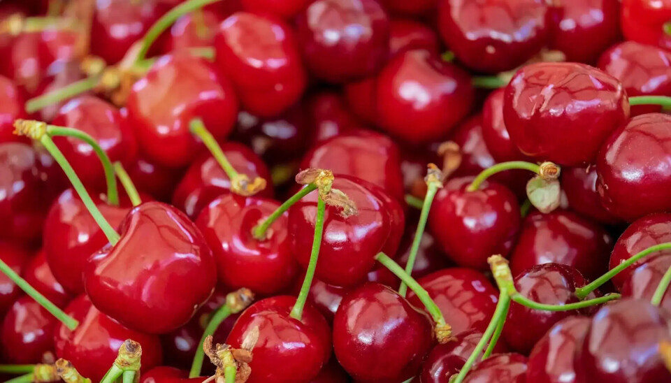 Una pérdida total de la fruta que transportaba el buque Saltoro a puertos chinos.