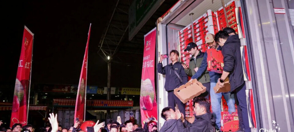 Cerezas chilenas en China: Menor demanda, bajos precios y un error que costaría US$ 120 millones