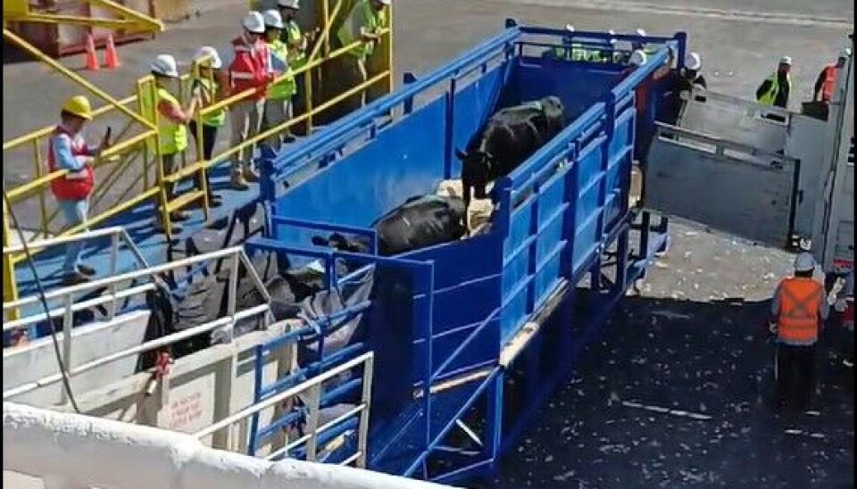 Ganado siendo movilizado a la nave para su transporte vivo hacia el país asiático.