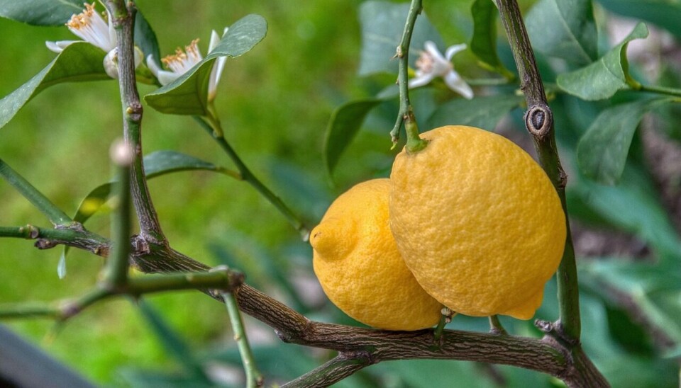 Se estima que 90 millones de personas en el mundo consumen fruta chilena.