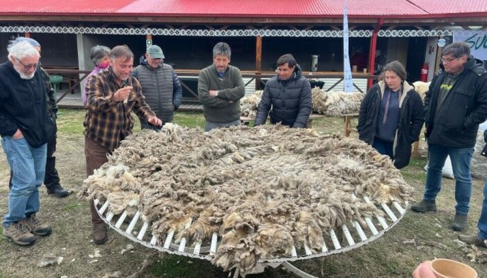 Un éxito para los productores de lana magallánica su paso por el encuentro.