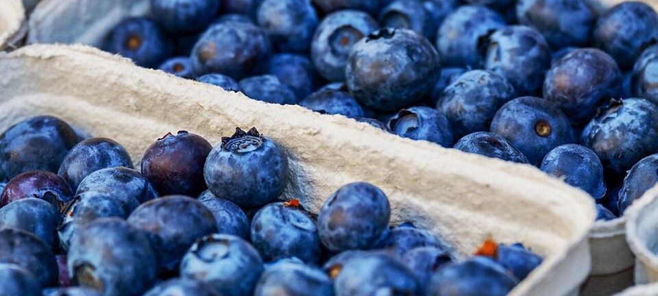 Exportaciones de arándanos mantuvieron la tendencia al alza en América Latina y Europa