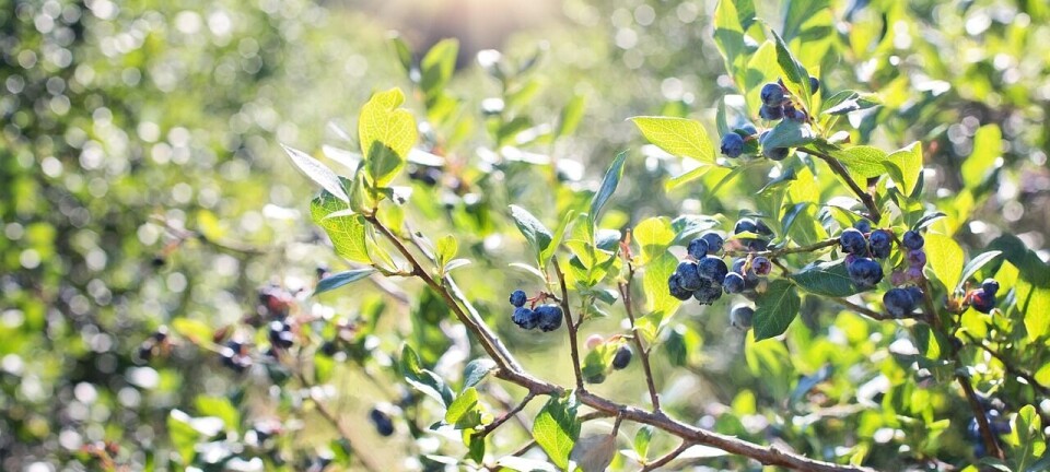 North American Blueberry Council pidió aranceles justos para garantizar abastecimiento